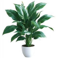 Lush green plant standing tall in a modern white pot for indoor decor