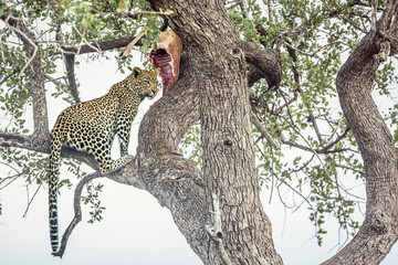 Leopard eating his prey in a tree in Kruger National park, South Africa ; Specie Panthera pardus...