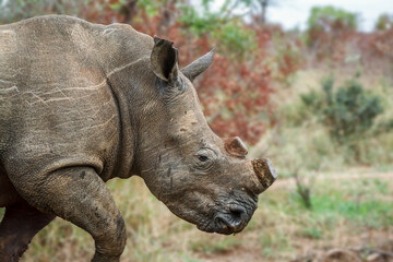 Southern white rhinoceros portrait with horn cut in Kruger National park, South Africa ; Specie Ceratotherium simum simum family of Rhinocerotidae