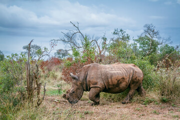 Southern white rhinoceros walking side view in the bush in Kruger National park, South Africa ;...