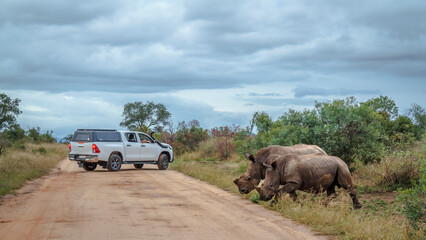 Two Southern white rhinoceros crossing safari gravel road in Kruger National park, South Africa ;...