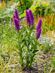 Dactylorhiza ( Latin- Dactylorhíza ) is a genus of herbaceous plants of the orchid family ( Orchidaceae )