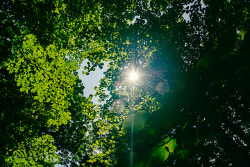 森の中のこもれび