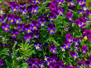 Pansy (Latin- Viola tricolor ) is a herbaceous annual or biennial ( rarely perennial ) plant
