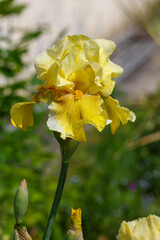  Yellow iris flowers (Iris germanica ) closeup on green garden