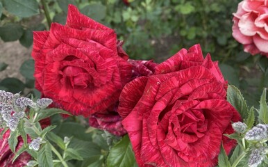 Beautiful and bright red and pink roses have bloomed in the garden! Their delicate petals and...