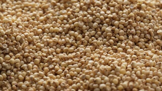 Macro video of jowar or great millets. Close up video of sorghum on rotating disk.