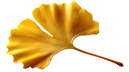Ginkgo Biloba Leaf: Witness the beauty of a single golden ginkgo biloba leaf, its unique fan shape and delicate texture bathed in soft light. A symbol of longevity and resilience.