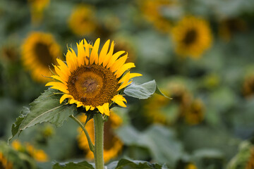 A Sunflower Blooming Under the Sunshine in a Lush Field