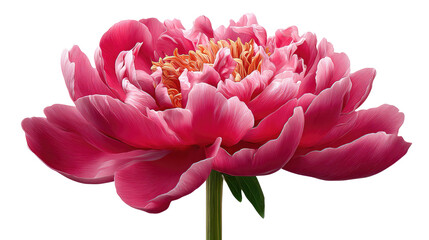 Pink Peony Bloom: A single, vibrant pink peony flower in full bloom, showcasing its delicate petals and rich color. The blossom is captured in stunning detail against a clean background.
