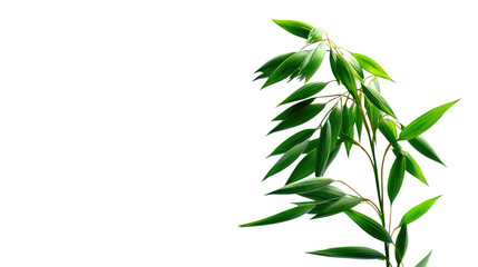 Naklejka premium Green Oat Plant: A vibrant green oat plant with lush leaves and seed heads against a bright background.