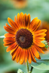 A Stunning Moment of an Orange Sunflower in Full Bloom