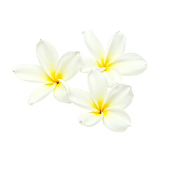 Fototapeta premium Three white flowers against white background