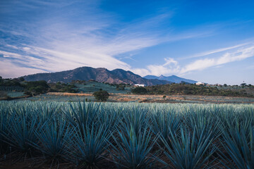 Agave Field and Mountains at Blue Hour in Jalisco