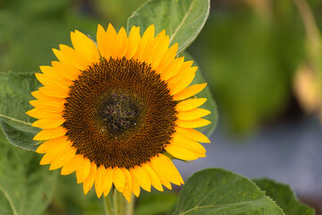 A Stunning Moment of a Sunflower in Full Bloom