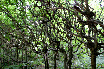 Curved trees in dense forest with bright foliage