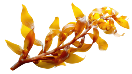 Golden Kelp: A close-up shot of a vibrant, golden kelp branch, showcasing its delicate structure and rich color, evoking the beauty and mystery of the ocean's depths.