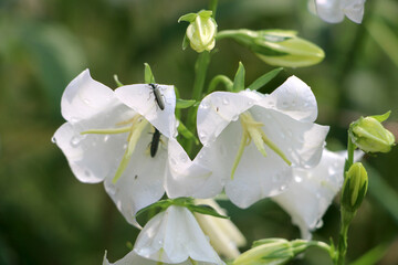 Obraz premium Beetles on white bellflowers covered in raindrops