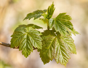 frisches Laub eines Ahornbaums im Frühling