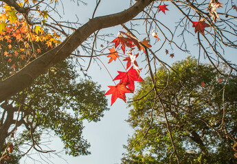 A tree with many leaves and one leaf that is red