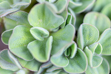 Macro photo of vibrant green succulent leaves with soft fuzzy texture, ideal for natural...