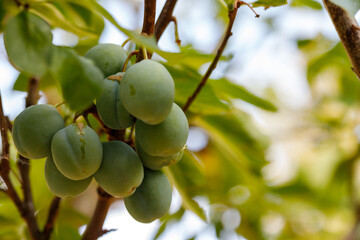 Unripe Plums on Branch with Leaves