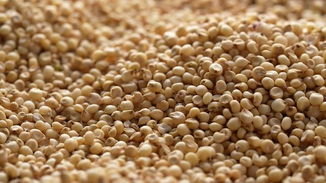 Macro video of jowar or great millets. Close up video of sorghum on rotating disk.