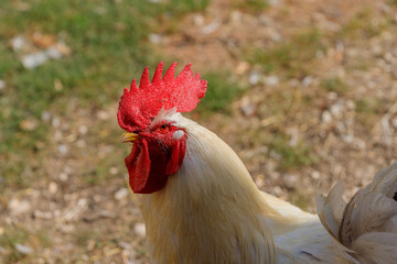 Close-up of a Rooster Head and Neck