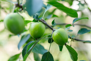 Green Apples on a Tree Branch