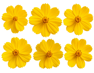 Set of Yellow Cosmos Flowers in Full Bloom – Multi-Angle Botanical Collection, Transparent PNG