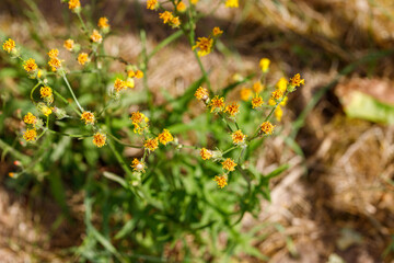 Close-up of Yellow Flowers and Green Foliage on Field Background