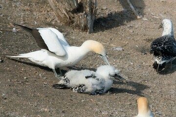 Mother Gannet Caring for Chick at Muriwai Colony, New Zealand