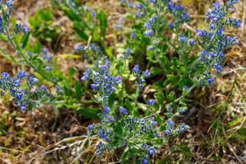 Viper's Bugloss Plants with Blue Flowers in Field