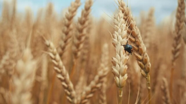 Bread beetle is sitting on an ear of ripe wheat, growing in golden wheat field. This dangerous pest can destroy grain harvest. Close up.