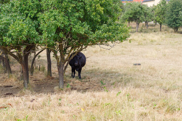 Black Cow Under Tree in Field