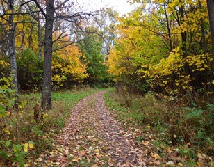 Obraz premium Winding path through autumn woods, golden leaves ablaze