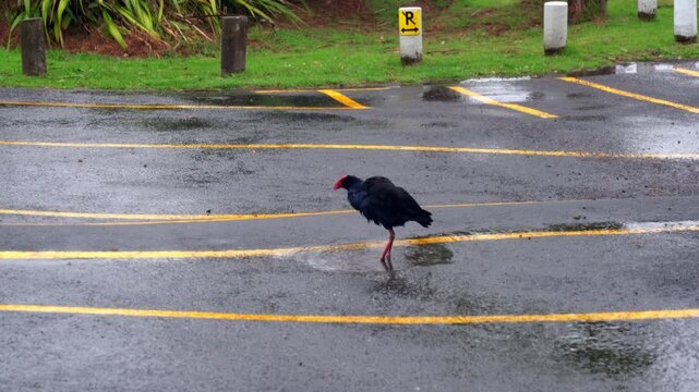 Pūkeko Cleaning Itself in Rainy Puddle on Parking Lot