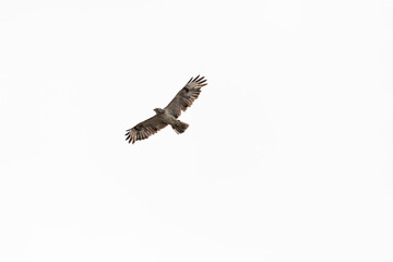 Mäusebussard im Flug