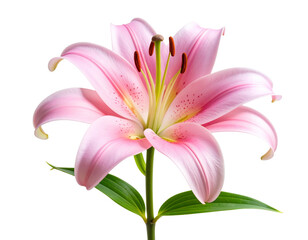 Fototapeta premium Side Profile of Pink Lily with Curved Petals and Long Green Stem – Isolated PNG