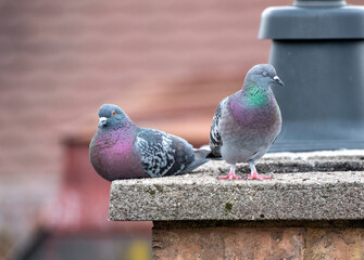 Stadttauben auf einem Schornstein
