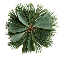 Fototapeta premium Isolate transparent with Pine needle leaf cluster green, festive pine needle cut-out, winter pine foliage isolated visual 