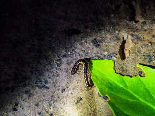 green leaves black background