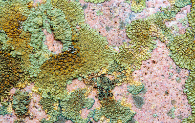 Macro shot of colorful lichens on a stone surface, showing rich texture and natural patterns.