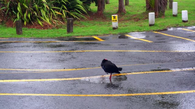 Pūkeko Cleaning Itself in Rainy Puddle on Parking Lot