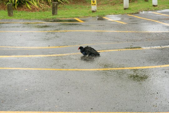 Pūkeko Cleaning Itself in Rainy Puddle on Parking Lot