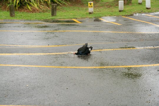Pūkeko Cleaning Itself in Rainy Puddle on Parking Lot