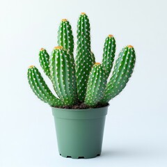 Lush cactus with multiple tall segments displayed artistically in a green pot