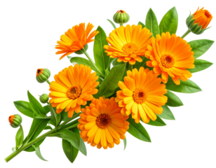 Calendula Corner Cluster Floral Design, isolated on a transparent background.