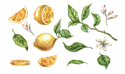 Watercolor illustration set of lemon fruit in cut slices branch leaves and white flowers botanical set