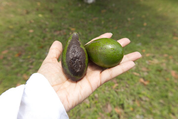 hand holding an avocado